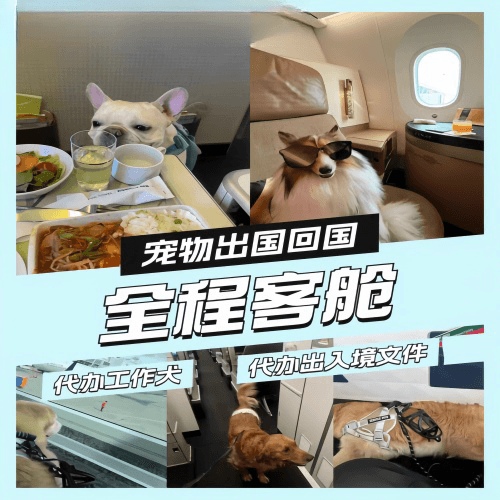 西安宠物托运到白俄罗斯宠物入境规定和要求