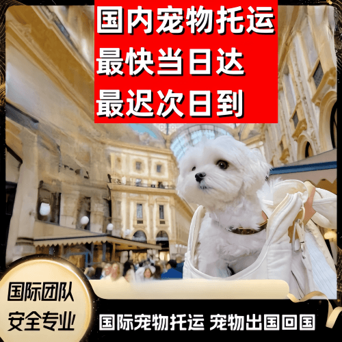 西安到澳大利亚（澳洲）宠物入境规定和要求